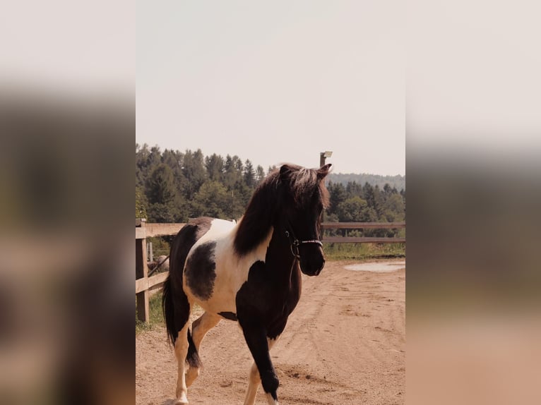 Islandpferd Wallach 7 Jahre 145 cm Schecke in Graz, Weinitzen