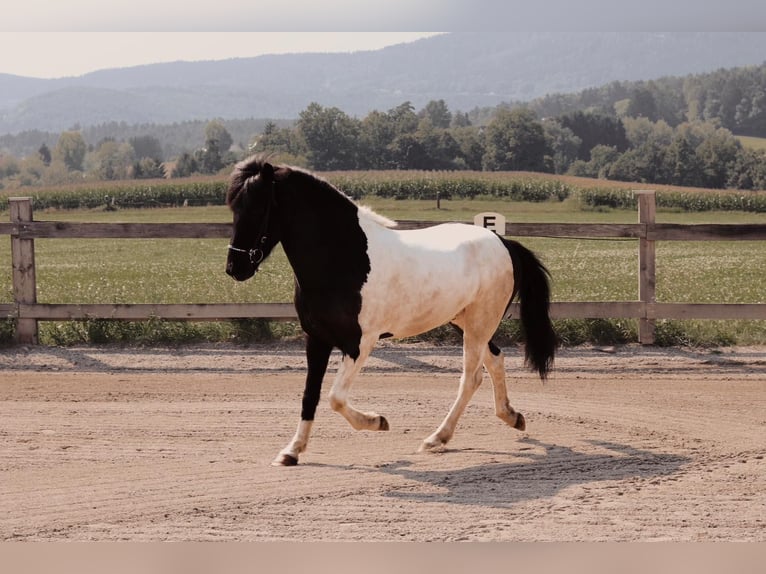 Islandpferd Wallach 7 Jahre 145 cm Schecke in Graz, Weinitzen