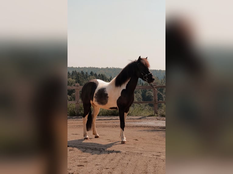Islandpferd Wallach 7 Jahre 145 cm Schecke in Graz, Weinitzen