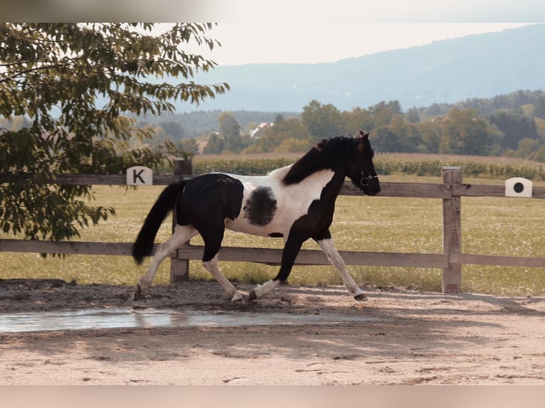 Islandpferd Wallach 7 Jahre 145 cm Schecke in Graz, Weinitzen