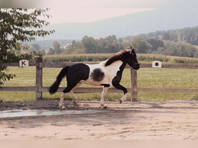 Islandpferd Wallach 7 Jahre 145 cm Schecke in Graz, Weinitzen