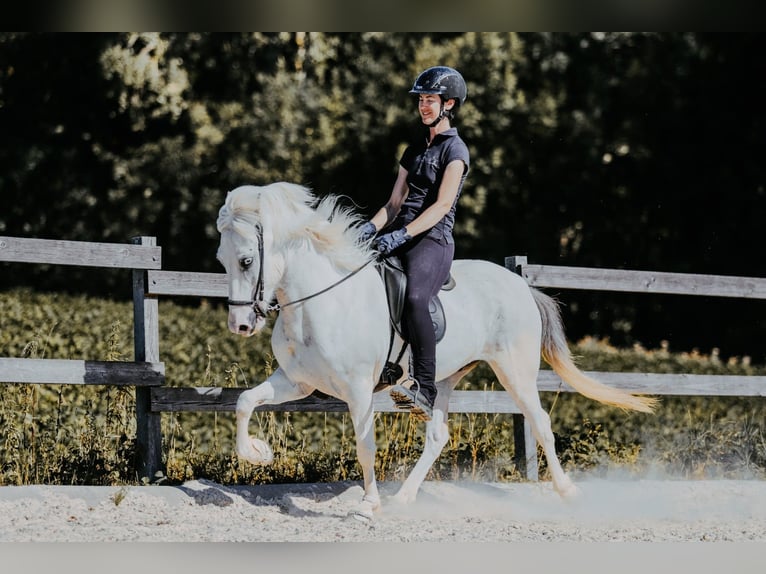 Islandpferd Wallach 7 Jahre 145 cm Schimmel in Taufkirchen/Trattnach