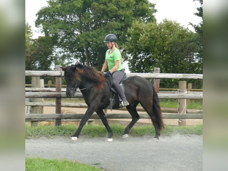 Islandpferd Wallach 7 Jahre 146 cm Rappe in Euskirchen