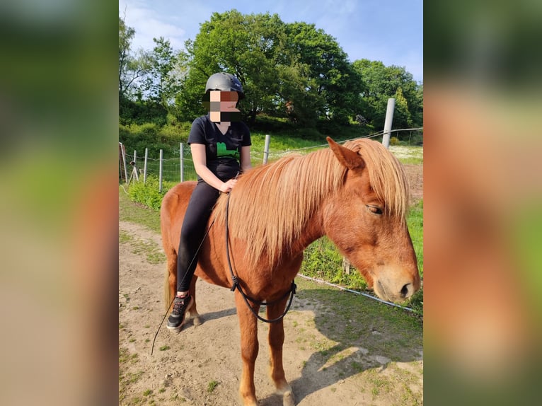 Islandpferd Wallach 7 Jahre 148 cm Fuchs in Witten