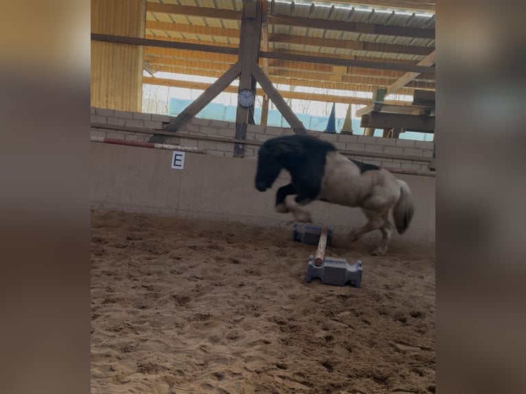 Islandpferd Wallach 7 Jahre 148 cm Schecke in Kall