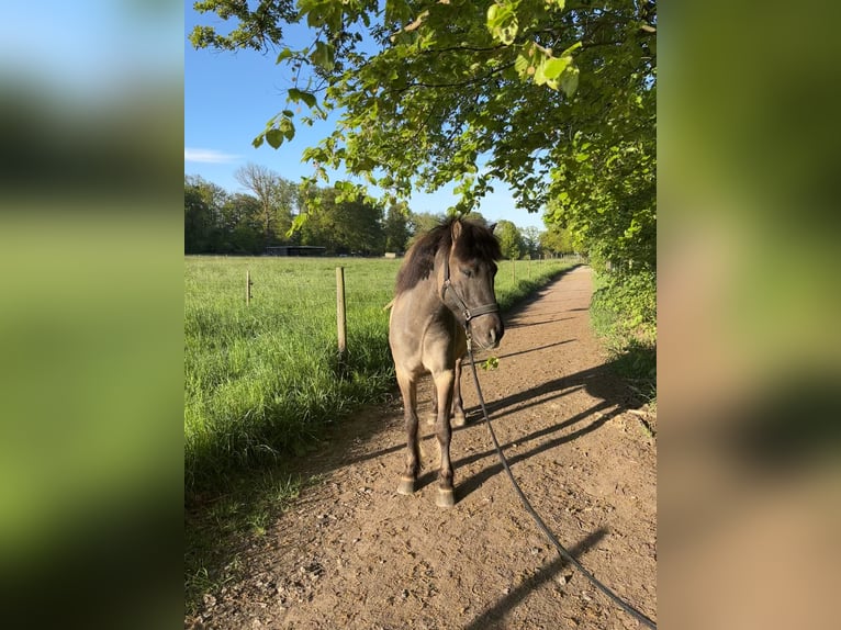 Islandpferd Wallach 7 Jahre 150 cm Falbe in Alfter