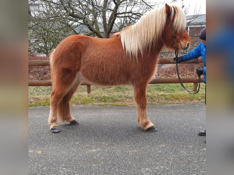 Islandpferd Wallach 7 Jahre 150 cm Fuchs in Langschwarza