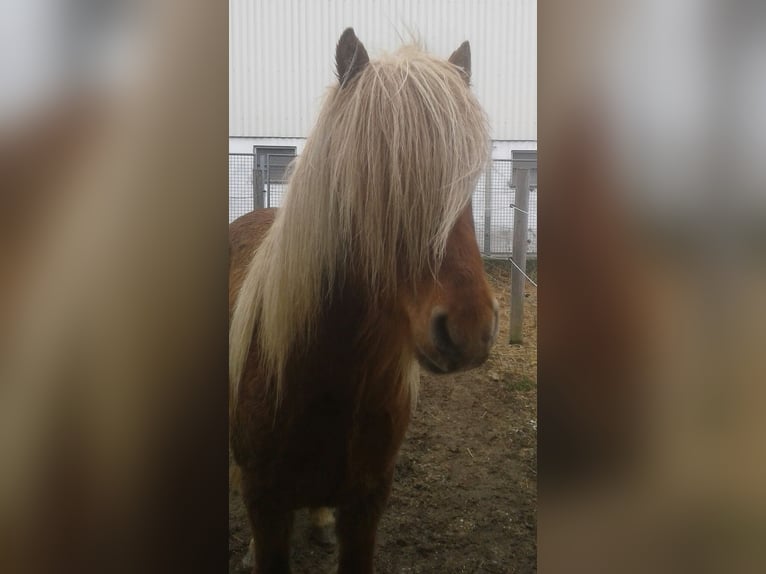 Islandpferd Wallach 7 Jahre 150 cm Fuchs in Langschwarza