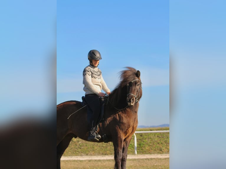 Islandpferd Wallach 7 Jahre 150 cm Rappe in Andorf