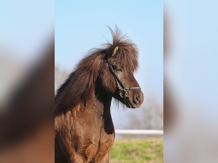 Islandpferd Wallach 7 Jahre 150 cm Rappe in Andorf