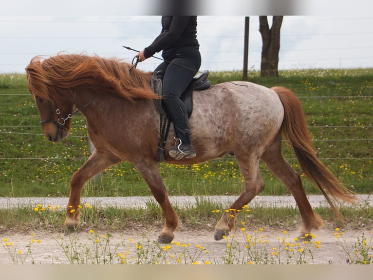 Islandpferd Wallach 7 Jahre Fuchs in Pfalzgrafenweiler