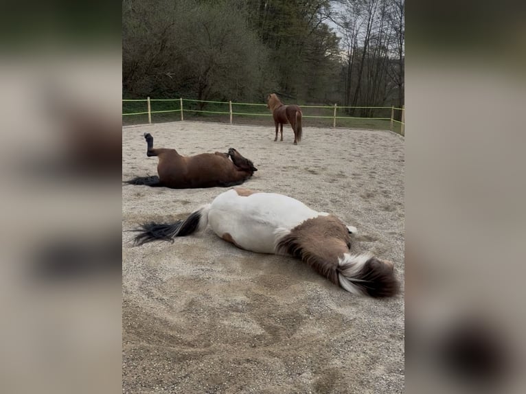 Islandpferd Wallach 7 Jahre  in Lengenfeld