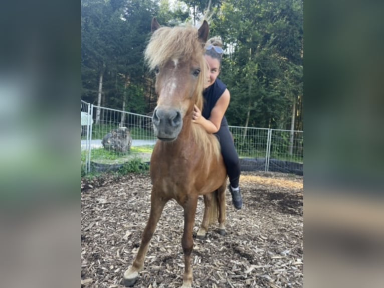 Islandpferd Wallach 7 Jahre  in Lengenfeld