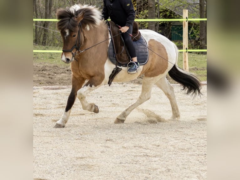 Islandpferd Wallach 7 Jahre  in Lengenfeld