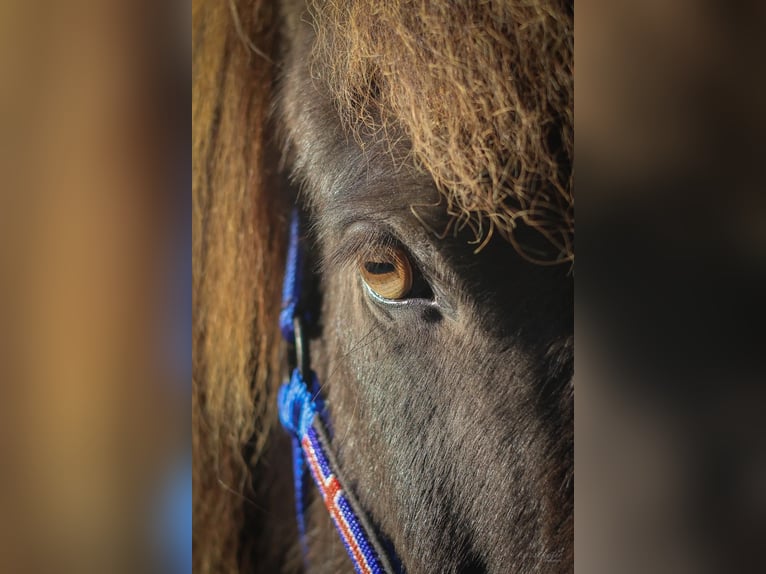 Islandpferd Wallach 7 Jahre Rappe in Stra&#xDF;walchen