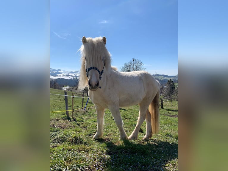 Islandpferd Wallach 7 Jahre Schecke in Hinterfultigen