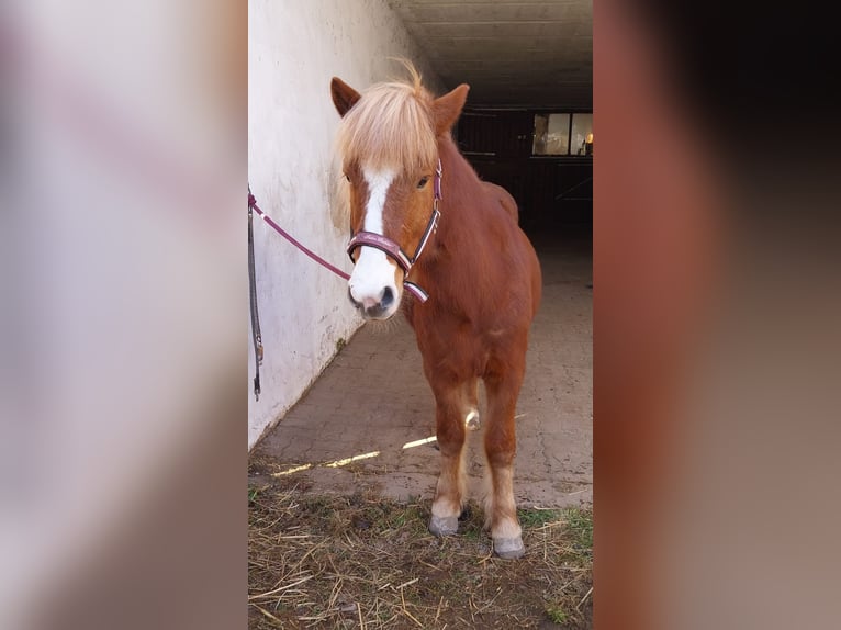 Islandpferd Wallach 8 Jahre 132 cm Fuchs in Kandel