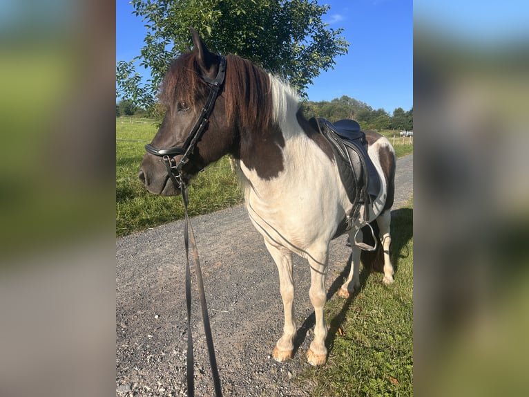 Islandpferd Wallach 8 Jahre 134 cm Schecke in Königswinter