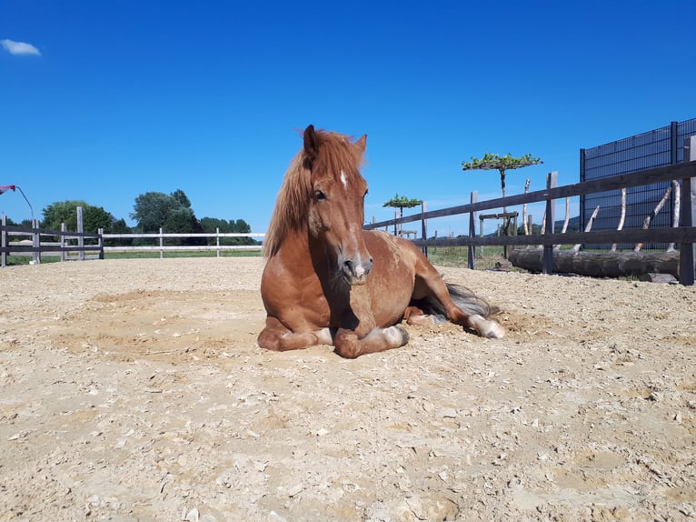 Islandpferd Mix Wallach 8 Jahre 136 cm Fuchs in Rielasingen-Worblingen