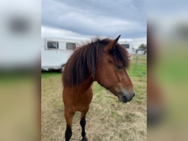 Islandpferd Wallach 8 Jahre 136 cm in Brüggen