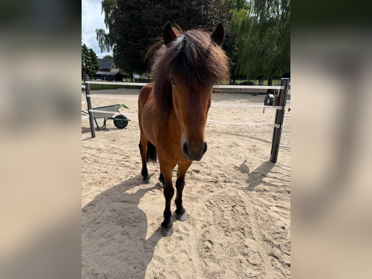 Islandpferd Wallach 8 Jahre 136 cm in Brüggen