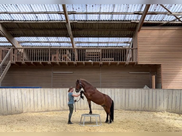 Islandpferd Wallach 8 Jahre 136 cm in Brüggen