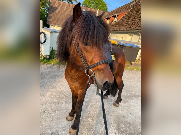 Islandpferd Wallach 8 Jahre 136 cm in Brüggen