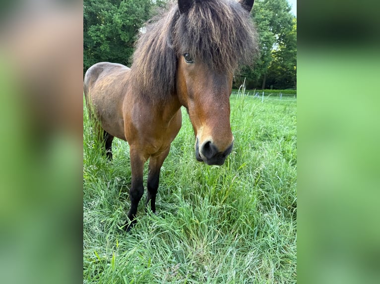 Islandpferd Wallach 8 Jahre 136 cm in Brüggen