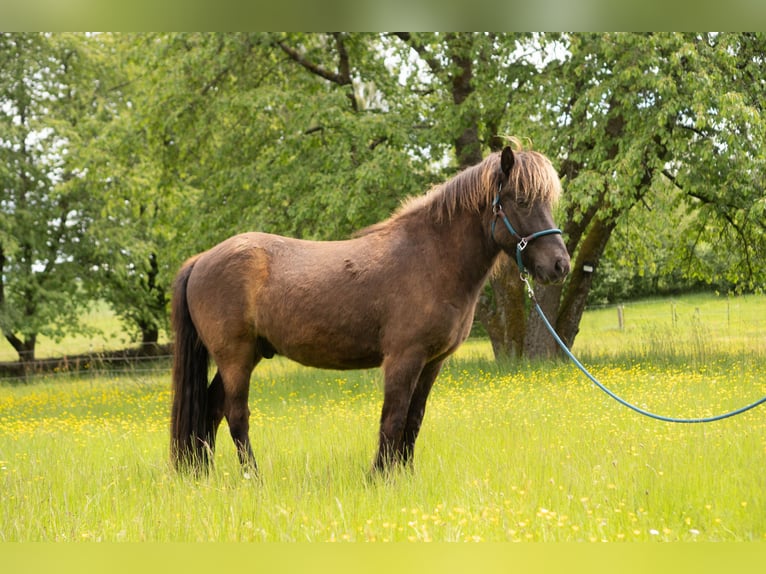 Islandpferd Wallach 8 Jahre 136 cm Rappe in Uehlfeld