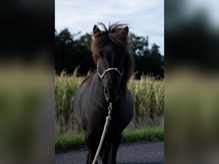 Islandpferd Wallach 8 Jahre 136 cm Rappe in Uehlfeld