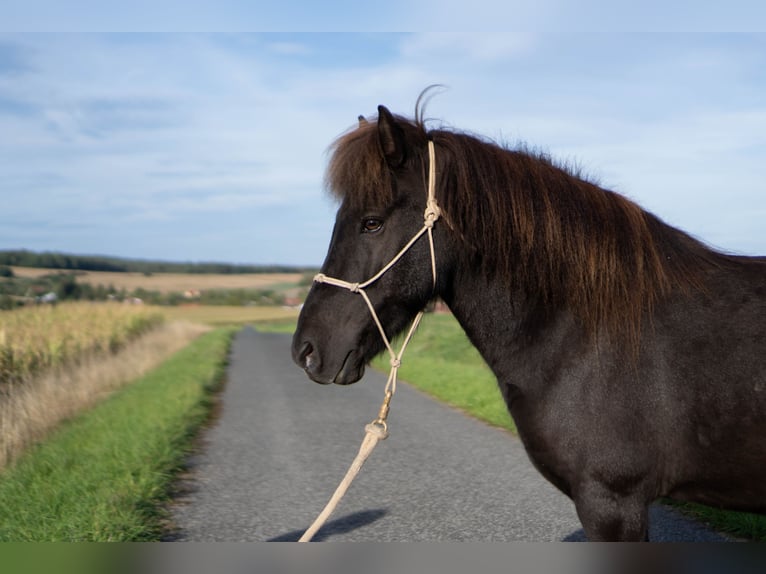 Islandpferd Wallach 8 Jahre 136 cm Rappe in Uehlfeld