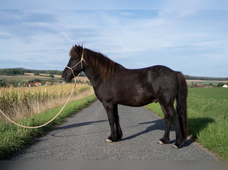 Islandpferd Wallach 8 Jahre 136 cm Rappe in Uehlfeld