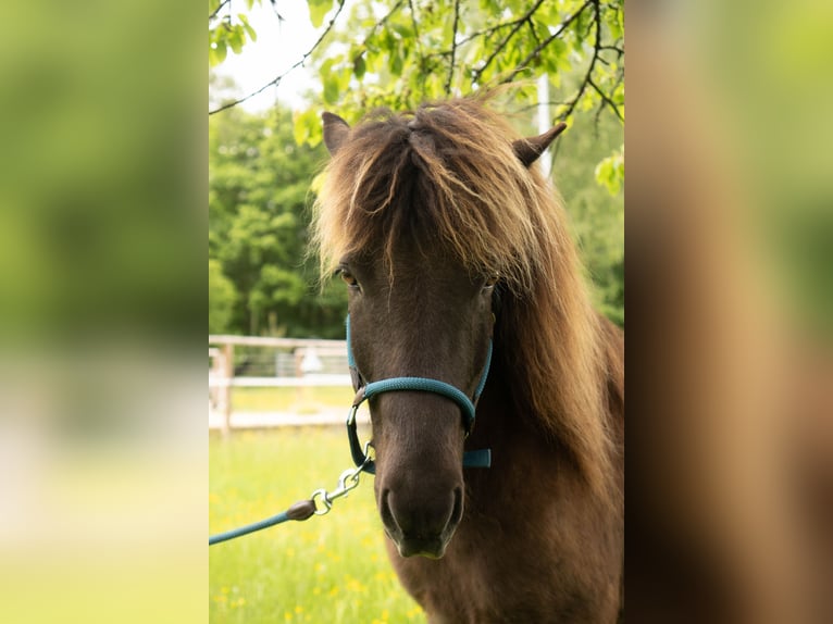 Islandpferd Wallach 8 Jahre 136 cm Rappe in Uehlfeld