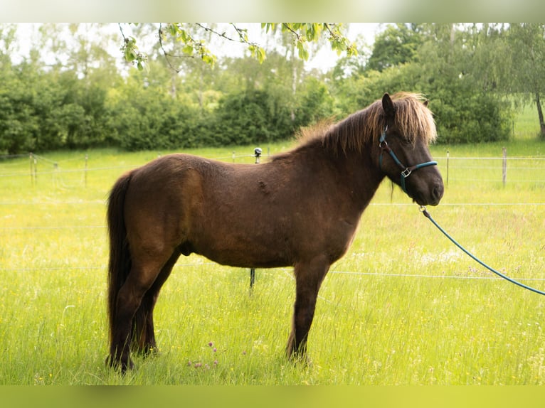 Islandpferd Wallach 8 Jahre 136 cm Rappe in Uehlfeld