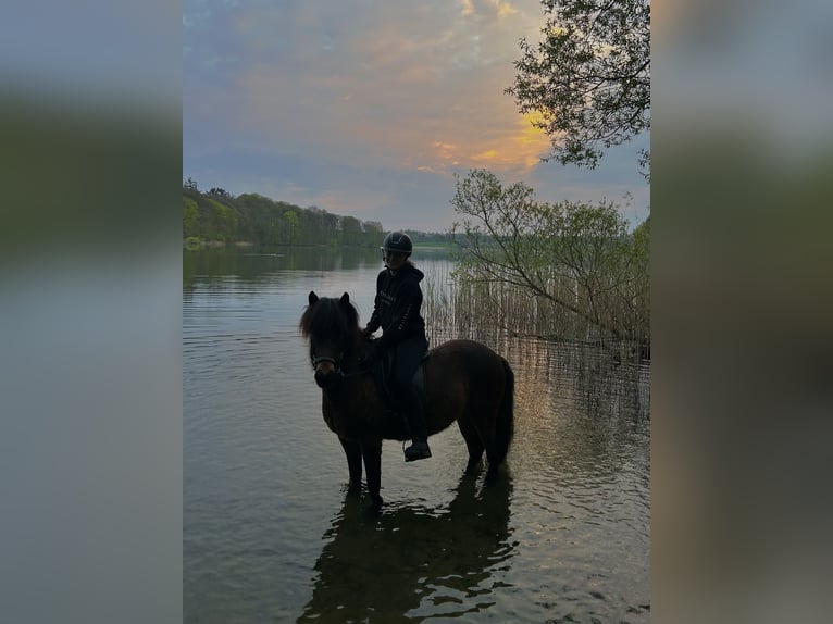 Islandpferd Wallach 8 Jahre 138 cm Brauner in Bosau