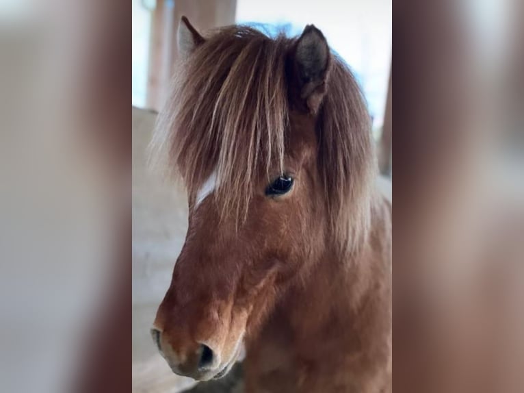 Islandpferd Wallach 8 Jahre 138 cm Falbe in Dorsten