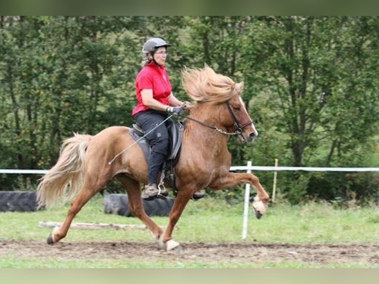 Islandpferd Wallach 8 Jahre 138 cm Grullo in Ach&#xE8;res