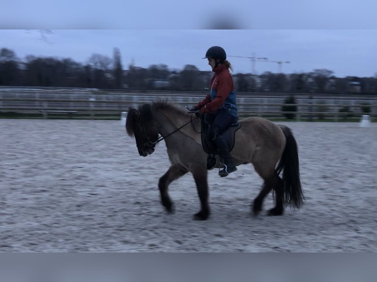 Islandpferd Wallach 8 Jahre 138 cm Grullo in Ach&#xE8;res