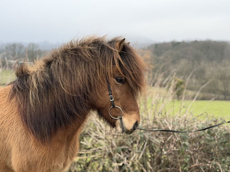 Islandpferd Wallach 8 Jahre 139 cm Falbe in Bad Honnef