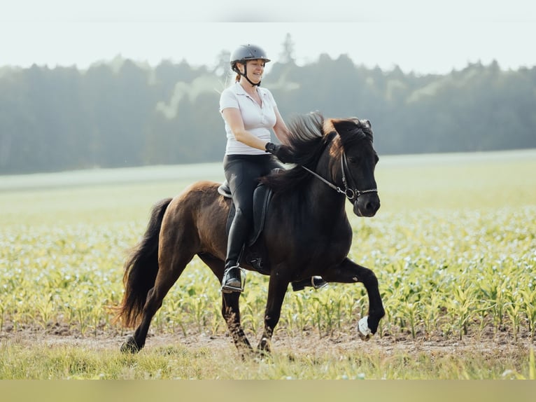 Islandpferd Wallach 8 Jahre 139 cm Rappe in Taufkirchen an der Trattnach
