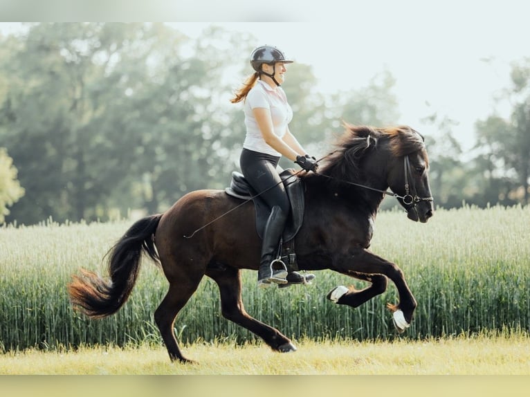 Islandpferd Wallach 8 Jahre 139 cm Rappe in Taufkirchen an der Trattnach