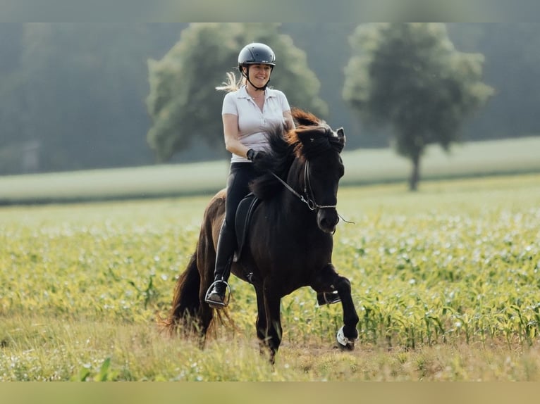 Islandpferd Wallach 8 Jahre 139 cm Rappe in Taufkirchen an der Trattnach