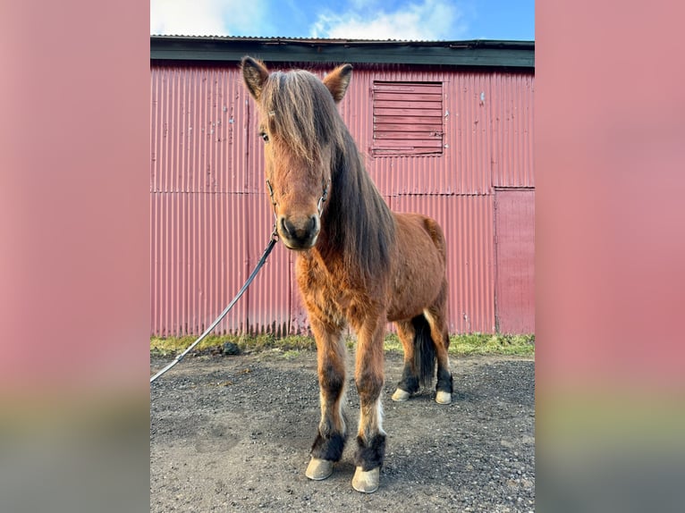 Islandpferd Wallach 8 Jahre 140 cm Brauner in Reykjavík - 10
