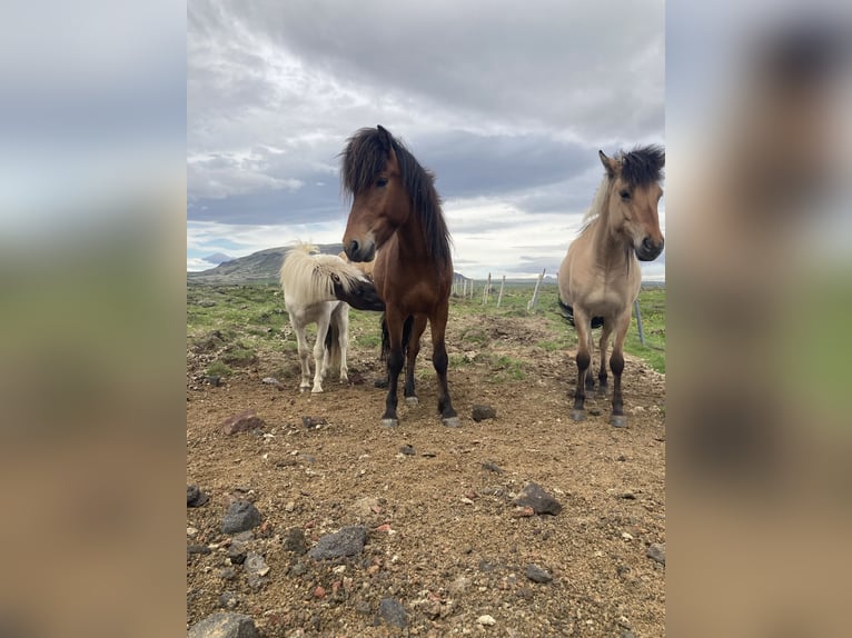Islandpferd Wallach 8 Jahre 140 cm Brauner in Reykjavík - 10