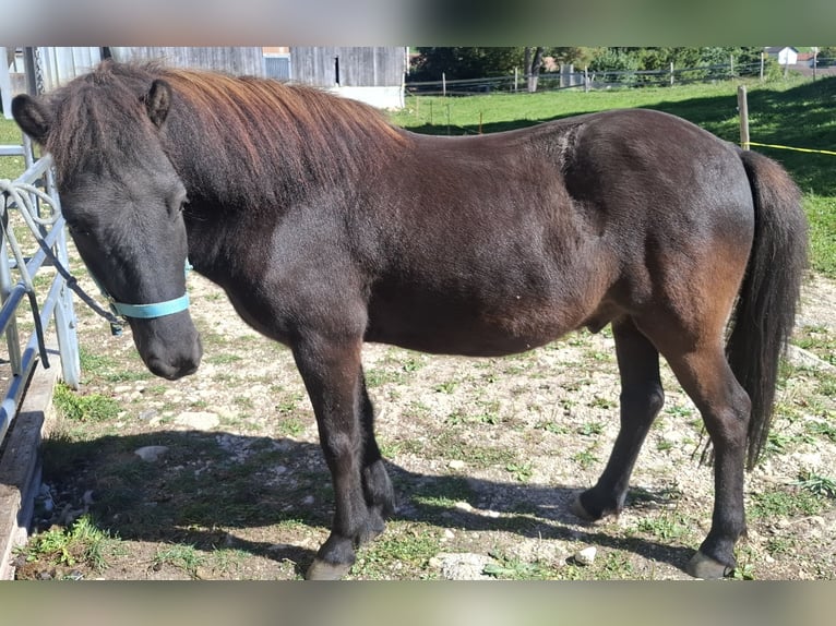 Islandpferd Wallach 8 Jahre 140 cm  in Tramelan