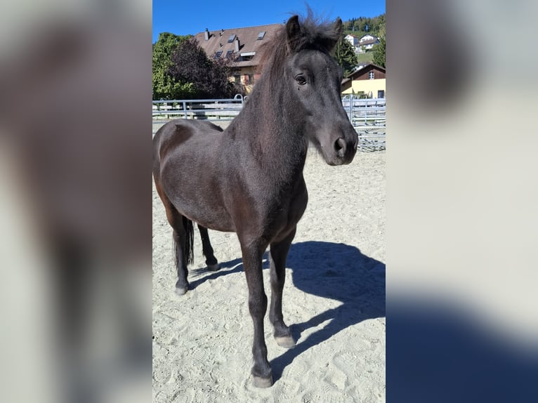 Islandpferd Wallach 8 Jahre 140 cm  in Tramelan