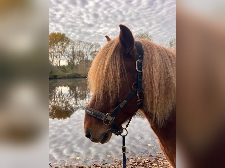 Islandpferd Wallach 8 Jahre 140 cm Fuchs in Melle