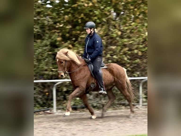 Islandpferd Wallach 8 Jahre 140 cm Fuchs in Melle