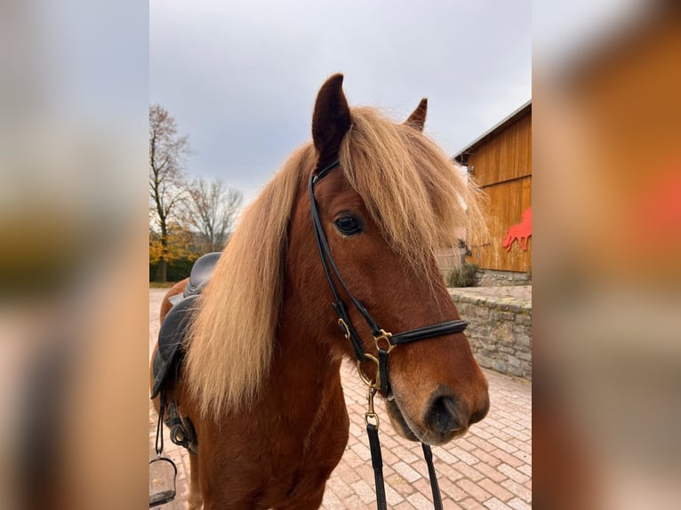 Islandpferd Wallach 8 Jahre 140 cm Fuchs in Melle