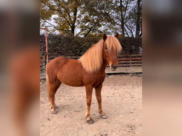 Islandpferd Wallach 8 Jahre 140 cm Fuchs in Melle